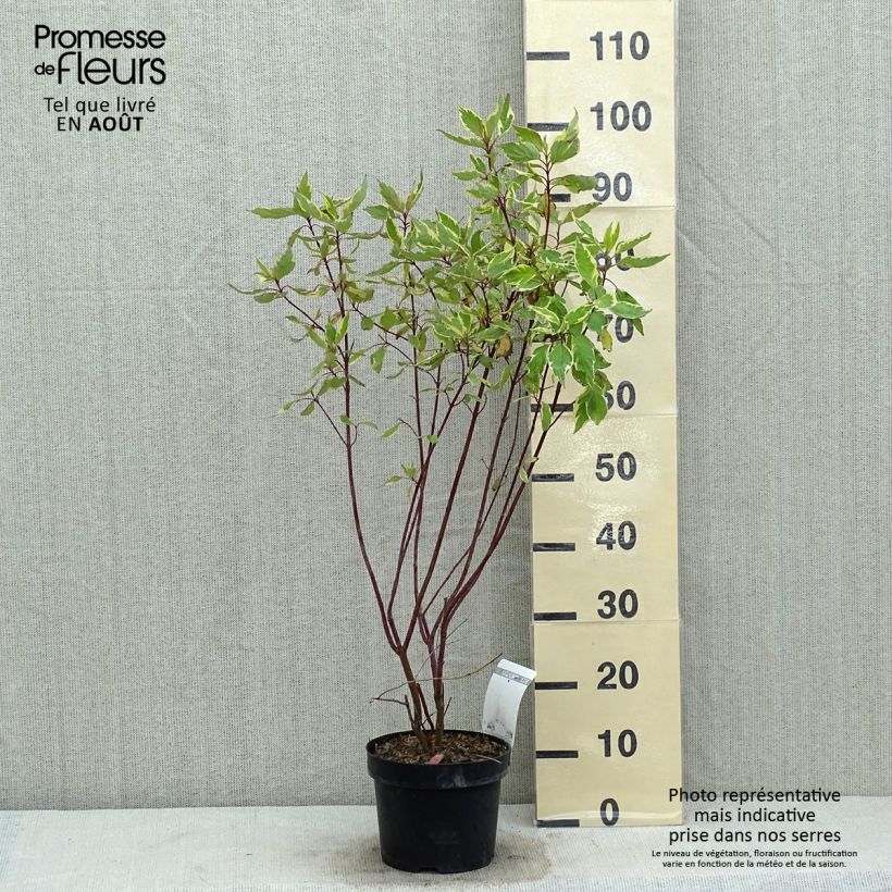 Cornus alba Cream Cracker - White Dogwood 2L/3L pot sample as delivered in summer