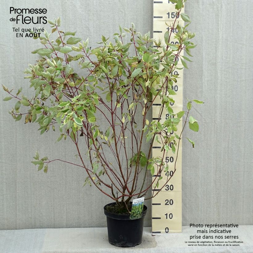 Cornus alba Cream Cracker - White Dogwood 7.5L/10L pot sample as delivered in summer