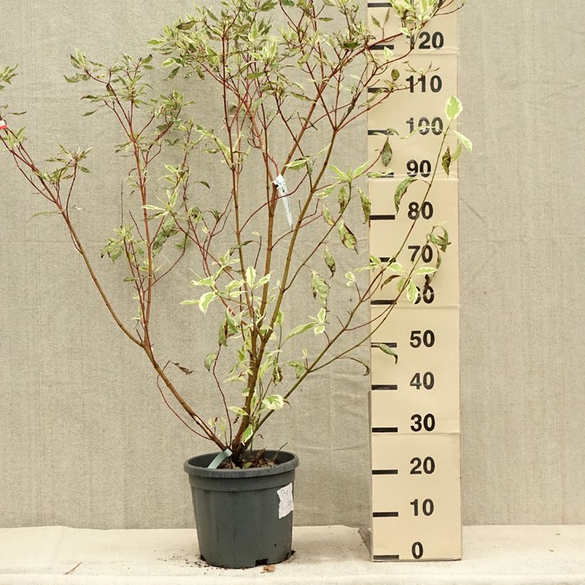Cornus alba Elegantissima - White Dogwood 7.5L/10L pot sample as delivered in summer