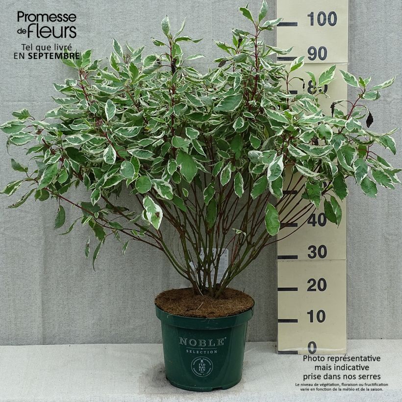 Cornus alba Ivory Halo - White Dogwood 7.5L/10L pot sample as delivered in summer
