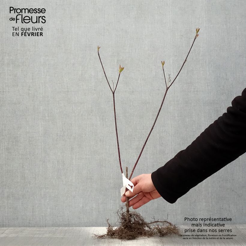 Cornus alba Kesselringii - White Dogwood Bare root sample as delivered in winter