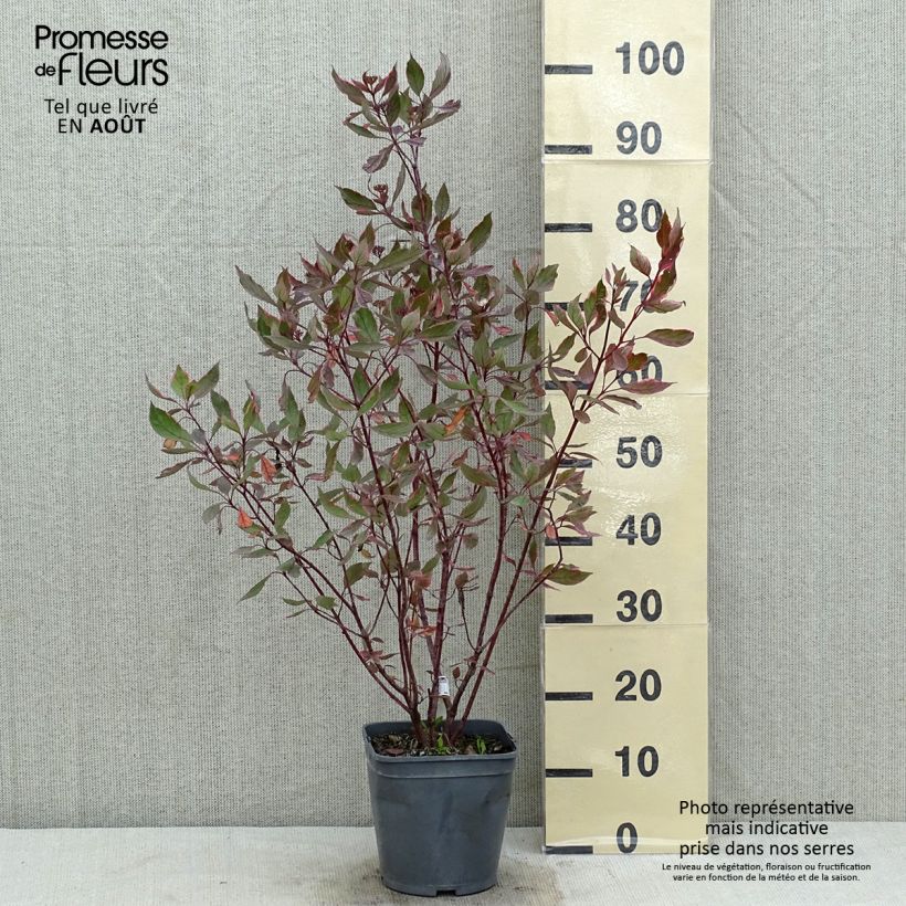 Cornus alba Miracle - White dogwood 3L/4L pot sample as delivered in summer