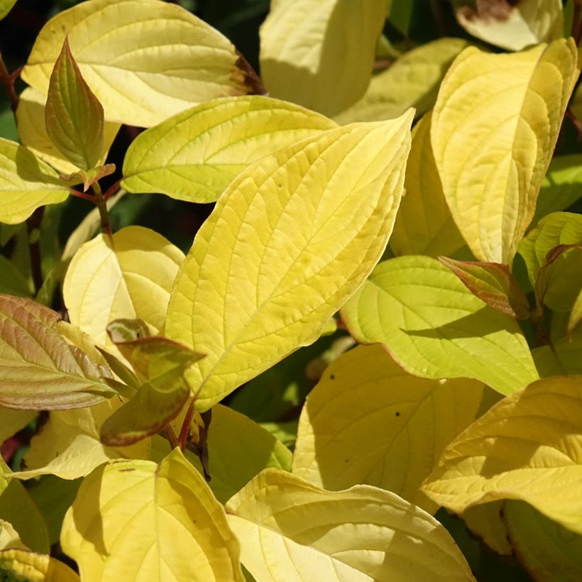 Cornus alba Neon Burst (Foliage)