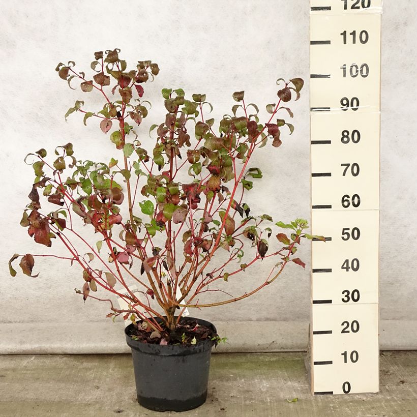 Cornus alba Siberian Pearls - White Dogwood 7.5L/10L pot sample as delivered in summer