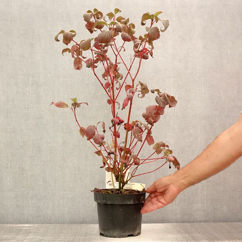 Cornus alba Siberian Pearls - White Dogwood 3L/4L pot sample as delivered in summer