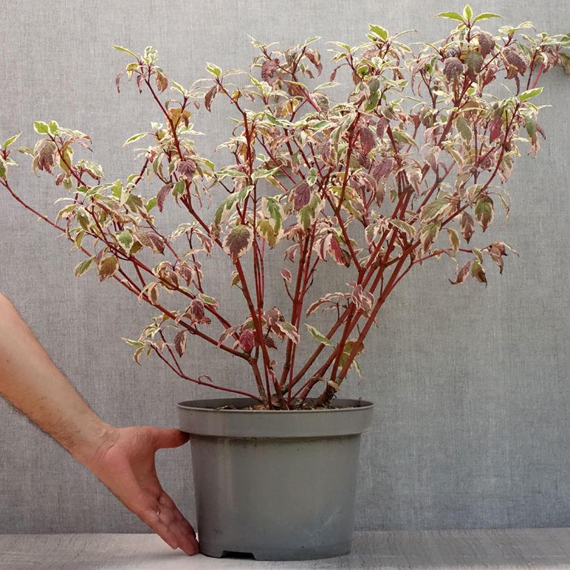 Cornus alba Sibirica Variegata - Variegated Dogwood 7.5L/10L pot sample as delivered in summer