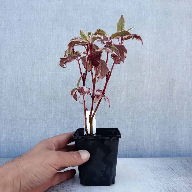 Cornus alba Sibirica Variegata - Variegated Dogwood 8/9 cm pot sample as delivered in summer