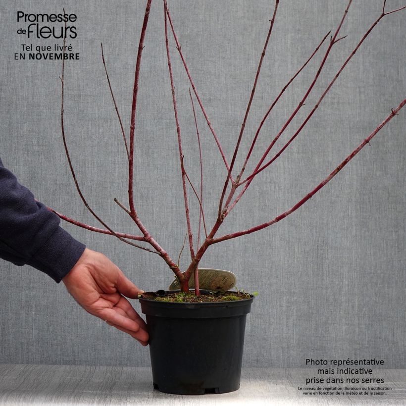 Cornus alba Spaethii - White Dogwood 4L/5L pot sample as delivered in autumn