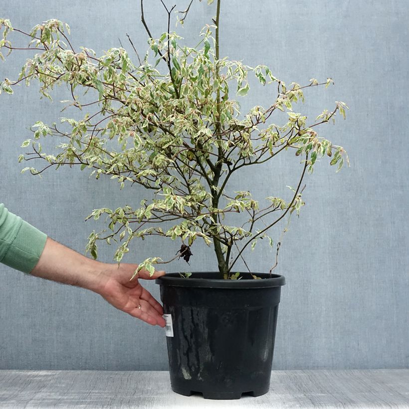 Cornus alternifolia Argentea - Pagoda Dogwood 7.5L/10L pot sample as delivered in summer