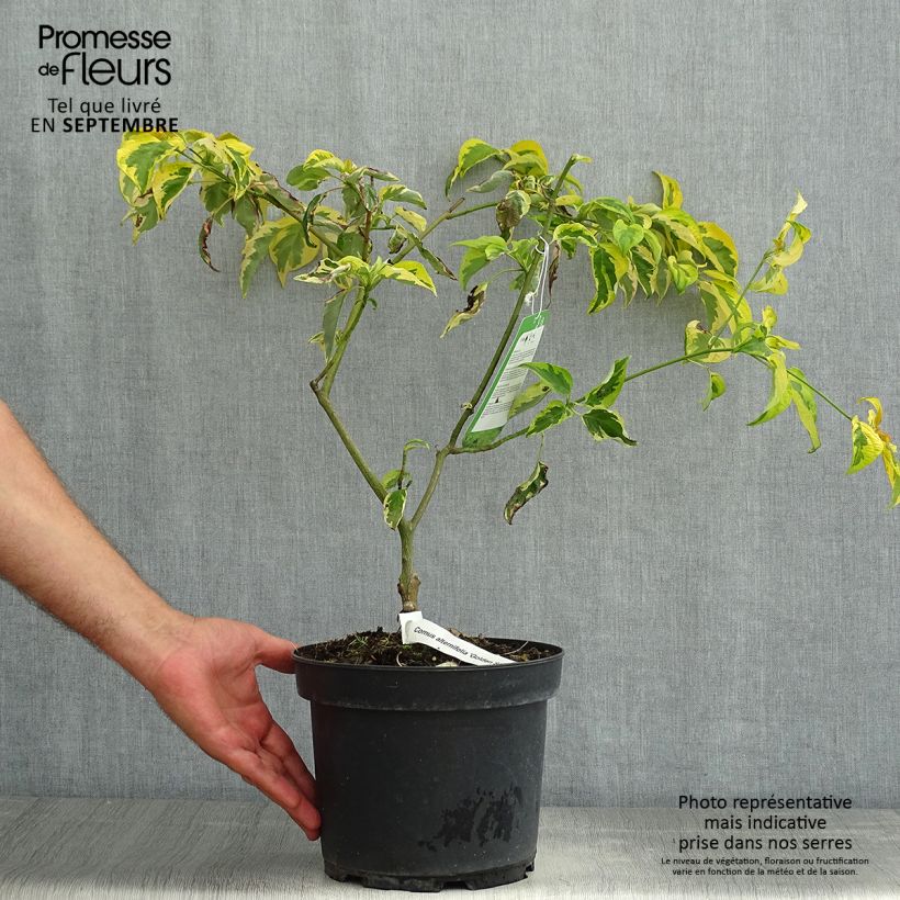 Cornus alternifolia Golden Shadows - Pagoda Dogwood 4L/5L pot sample as delivered in summer