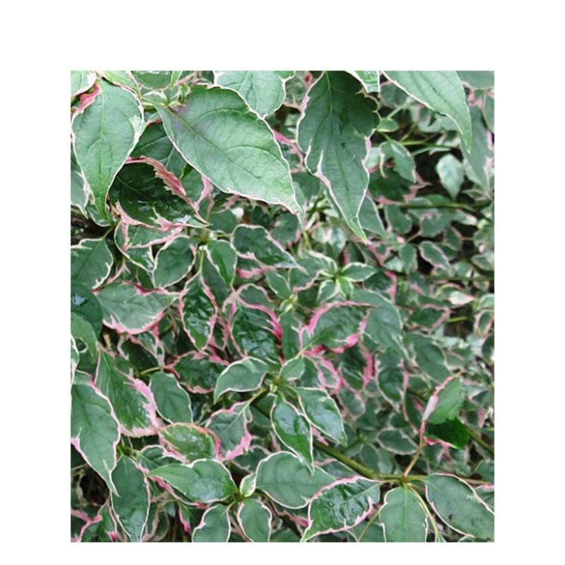 Cornus alternifolia Pinky Spot Minpinky - Pagoda Dogwood (Foliage)