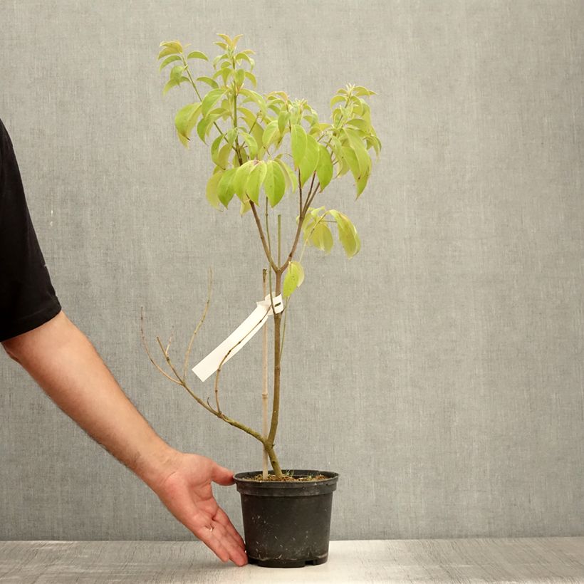 Cornus angustata Empress of China - Flowering Dogwood 2L/3L pot sample as delivered in summer