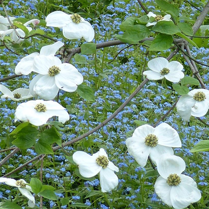 Cornus Ascona - Flowering Dogwood (Flowering)