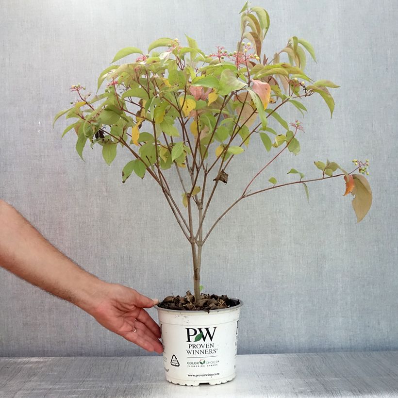 Cornus asperifolia var. drummondii SUNSHINY DROPS 2L/3L pot sample as delivered in summer