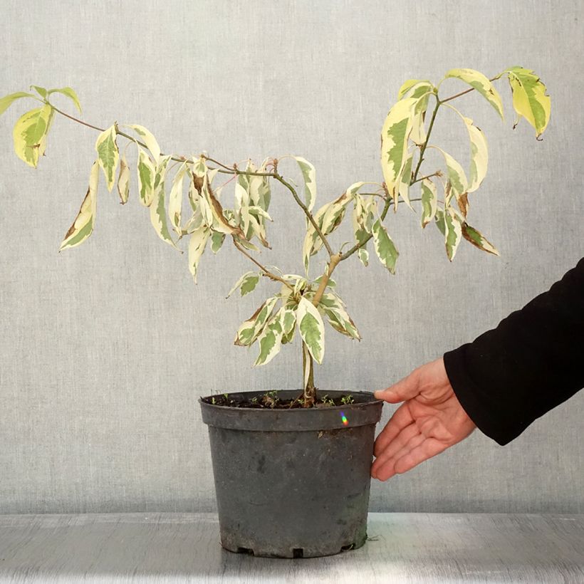 Cornus controversa Gold Star - Giant Dogwood 4L/5L pot sample as delivered in autumn