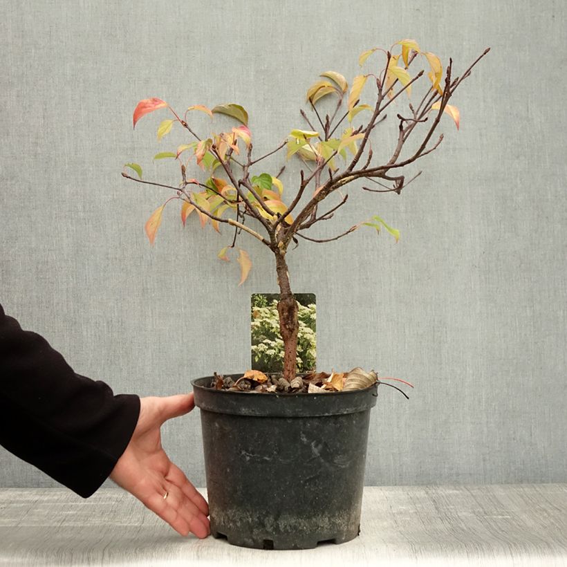Cornus controversa Green Carpet - Giant Dogwood 4L/5L pot sample as delivered in autumn