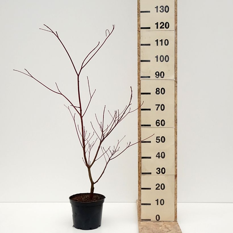 Cornus controversa Laska 4L/5L pot sample as delivered in winter