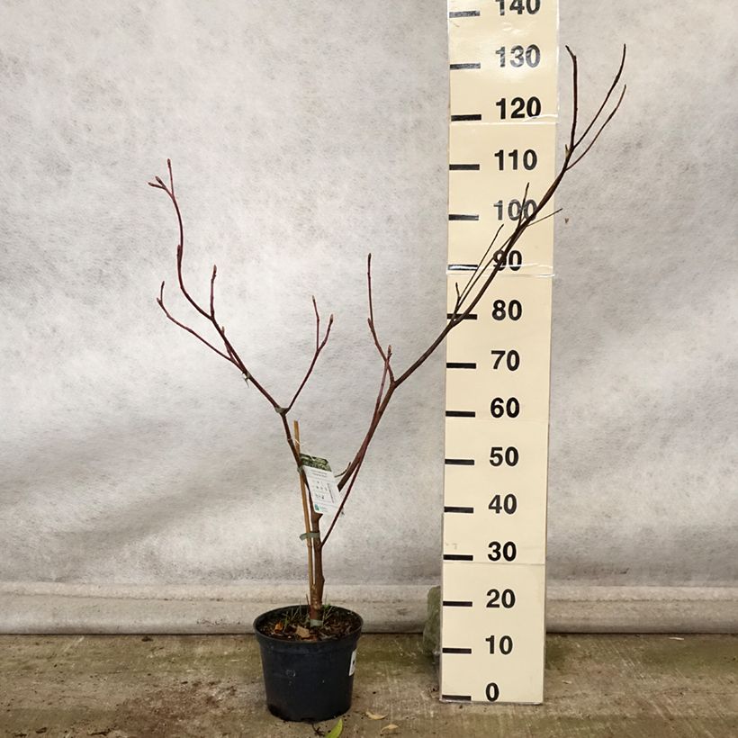 Cornus controversa Marginata Nord - Giant Dogwood 4L/5L pot sample as delivered in autumn