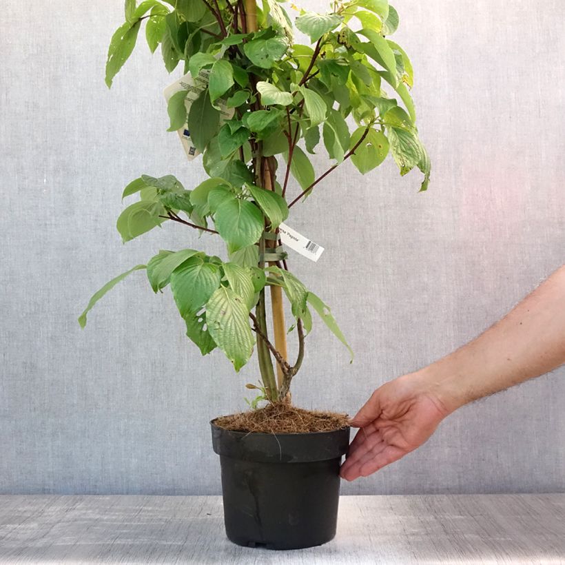 Cornus controversa Pagoda - Giant Dogwood 4L/5L pot sample as delivered in summer