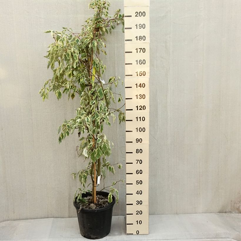 Cornus controversa Variegata - Giant Dogwood 30L/35L pot sample as delivered in autumn
