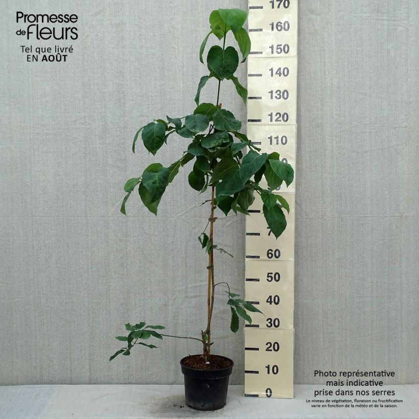 Cornus nuttalii Eddies White Wonder - Flowering Dogwood 4L/5L pot sample as delivered in summer