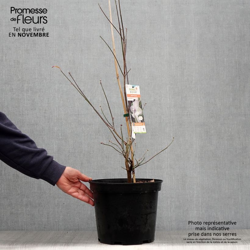 Cornus florida Cloud Nine - Flowering Dogwood 7.5L/10L pot sample as delivered in autumn