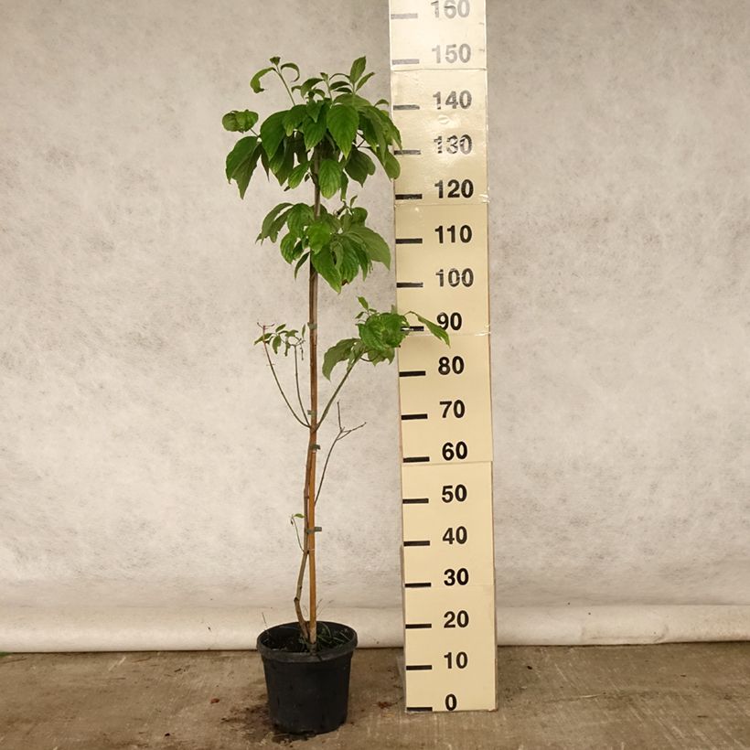 Cornus florida Cloud Nine - Flowering Dogwood 4L/5L pot sample as delivered in summer