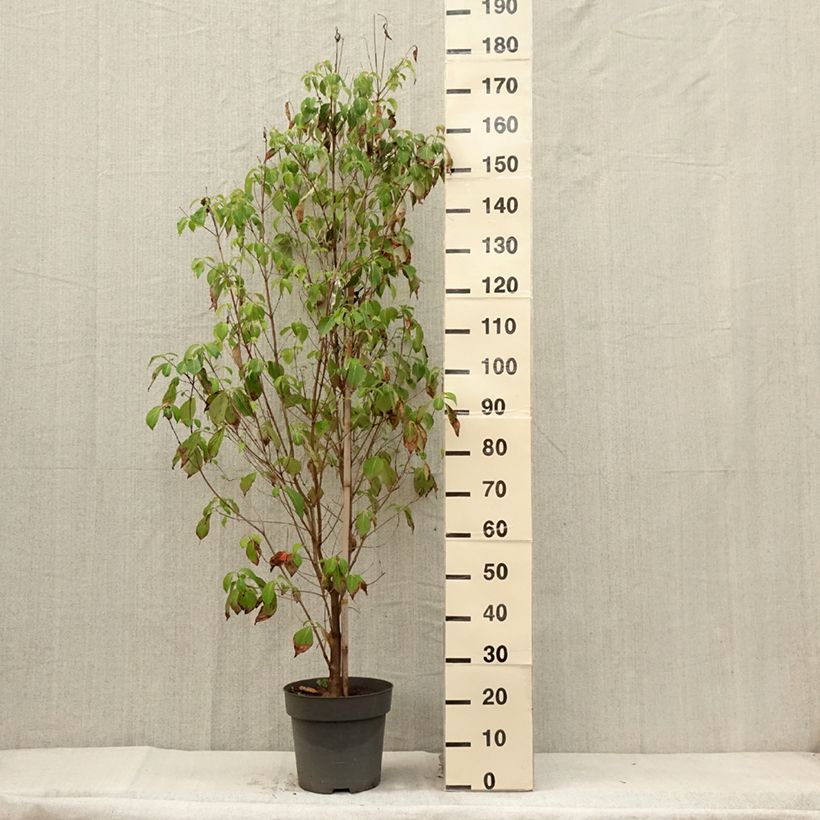 Flowering Dogwood - Cornus florida 7.5L/10L pot sample as delivered in summer
