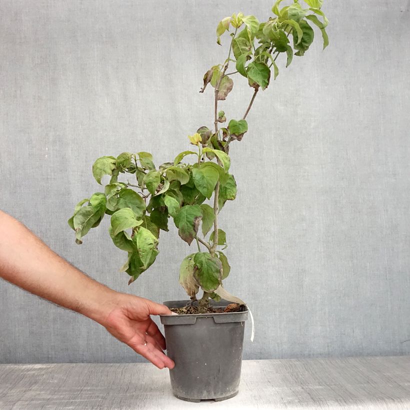 Cornus florida Rainbow - Flowering Dogwood 4L/5L pot sample as delivered in summer