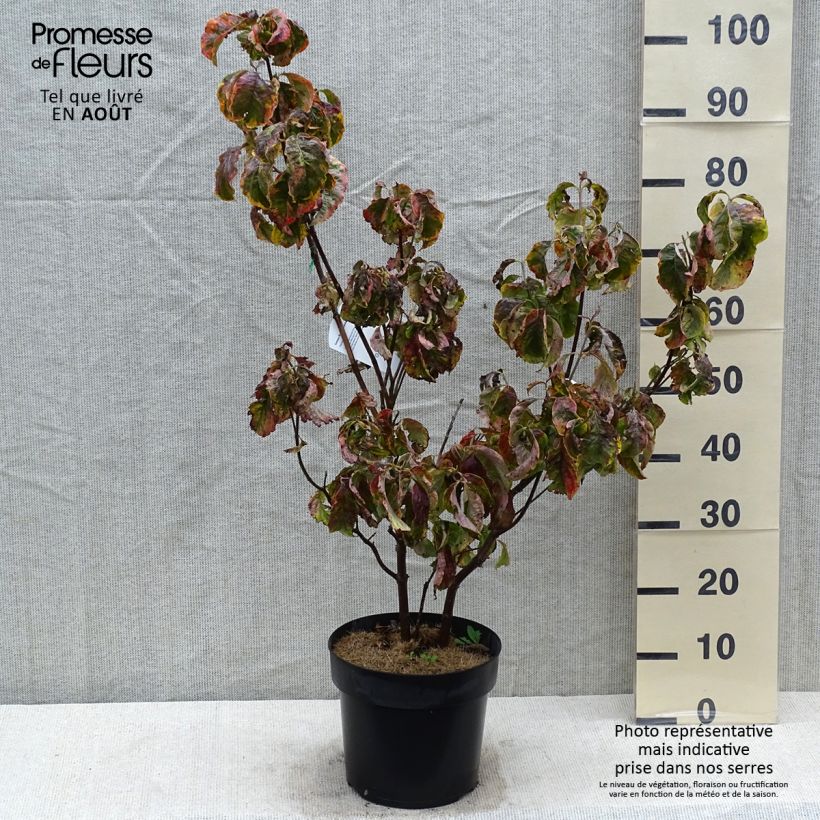 Cornus florida Rainbow - Flowering Dogwood 6L/7L pot sample as delivered in summer