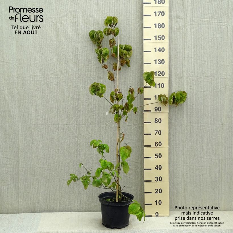 Cornus florida Rubra - Flowering Dogwood 6L/7L pot sample as delivered in summer