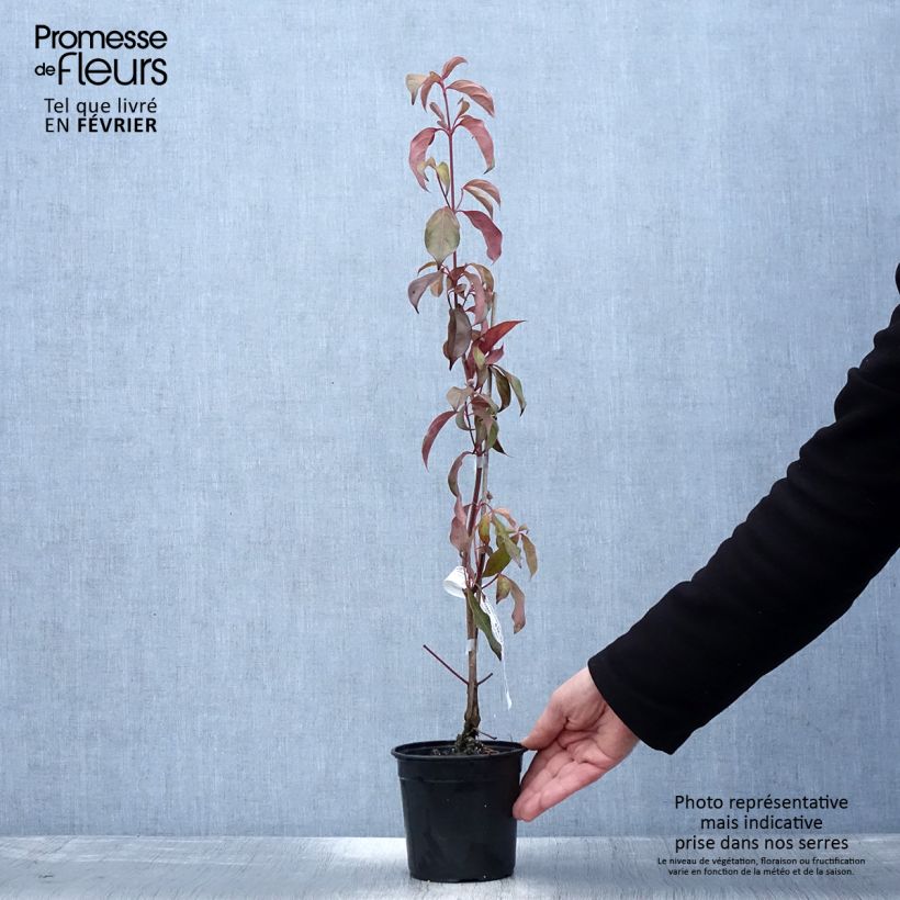 Cornus hongkongensis Parc de Haute Bretagne - Hong Kong Dogwood 1L/1.5L pot sample as delivered in winter