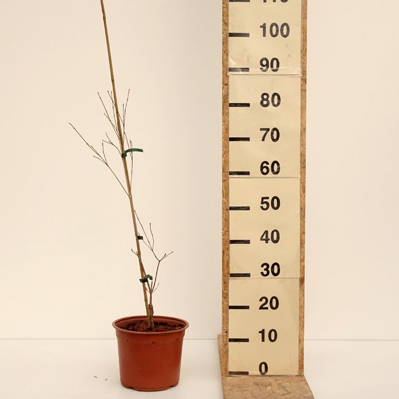 Cornus kousa Beni-fuji - Kousa Dogwood 4L/5L pot sample as delivered in winter