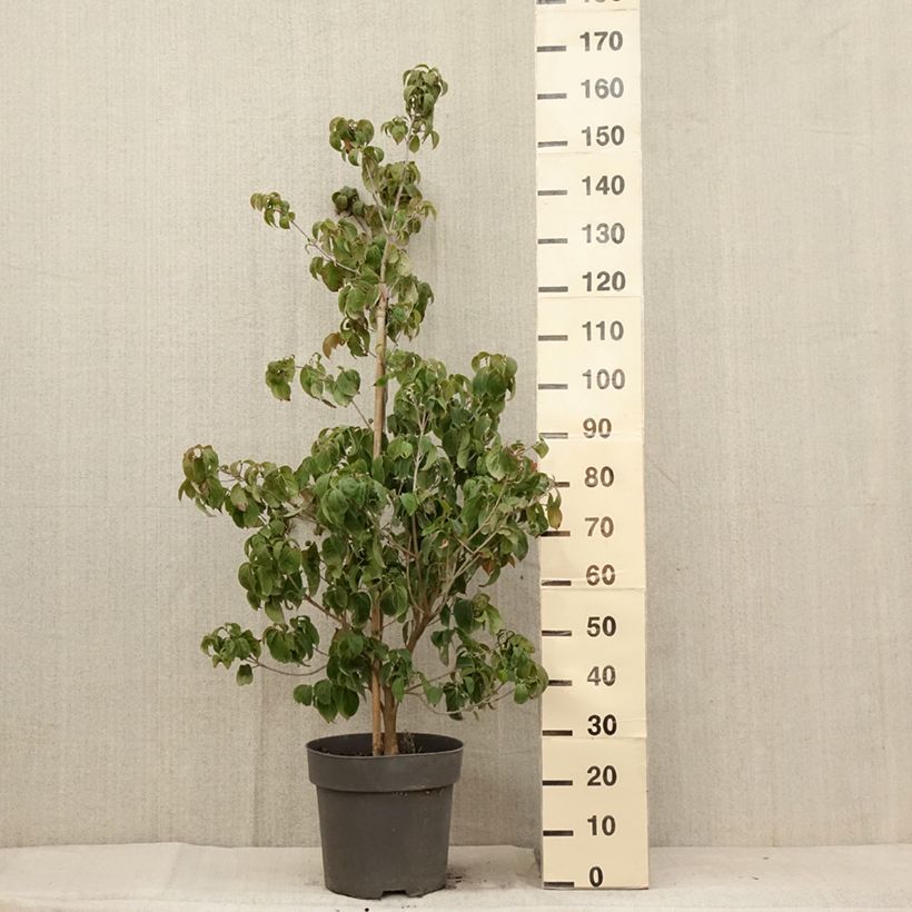 Cornus Blooming Merry Tetra - Flowering Dogwood 7.5L/10L pot sample as delivered in summer