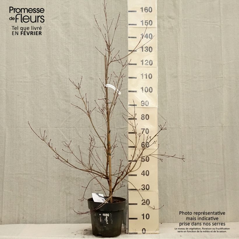 Cornus Blooming White Tetra - Flowering Dogwood 7.5L/10L pot sample as delivered in winter