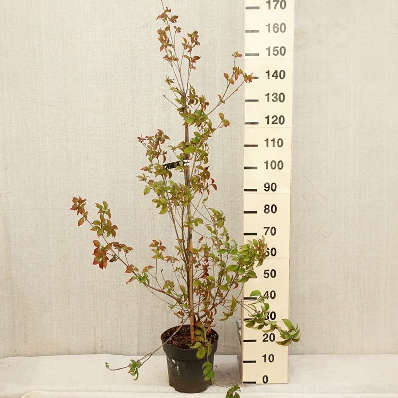 Cornus Blooming White Tetra - Flowering Dogwood 7.5L/10L pot sample as delivered in spring