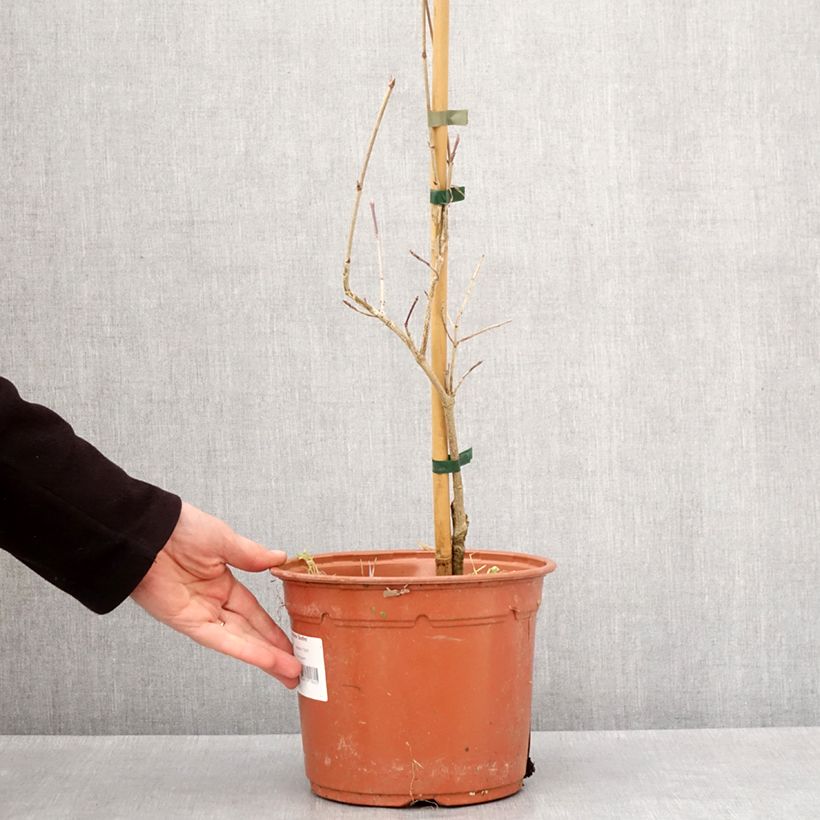 Cornus kousa Bonfire - Flowering Dogwood 4L/5L pot sample as delivered in winter