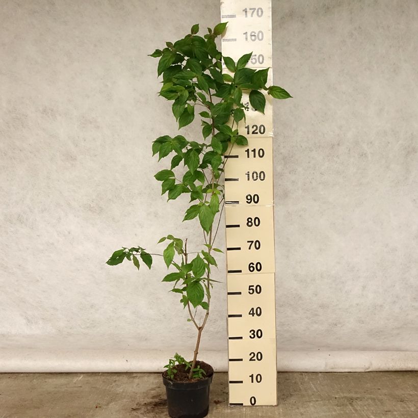 Cornus kousa var. chinensis - Flowering Dogwood 3L/4L pot sample as delivered in summer
