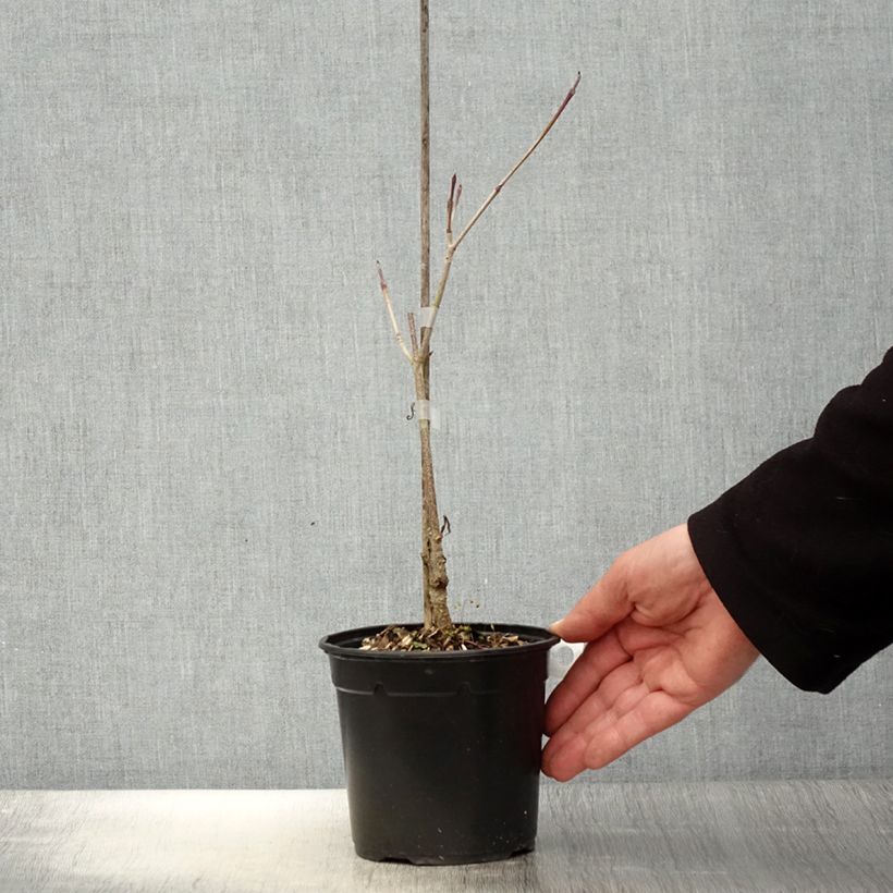 Cornus kousa Flower Tower - Flowering Dogwood 1L/1.5L pot sample as delivered in spring