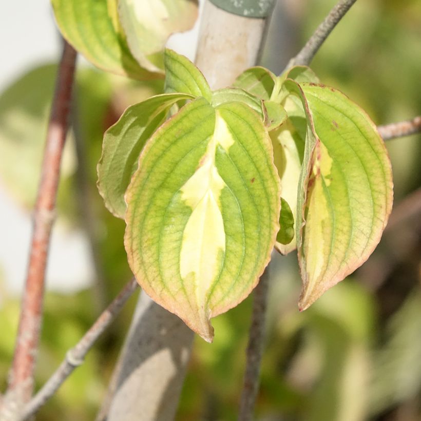 Cornus kousa Gold Star - Flowering Dogwood (Foliage)