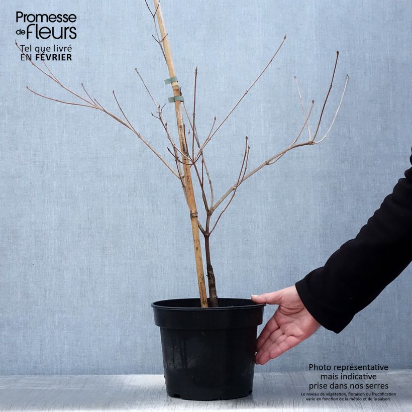 Cornus kousa Gold Star - Flowering Dogwood 4L/5L pot sample as delivered in winter