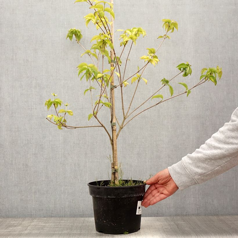 Cornus kousa Gold Star - Flowering Dogwood sample as delivered in spring