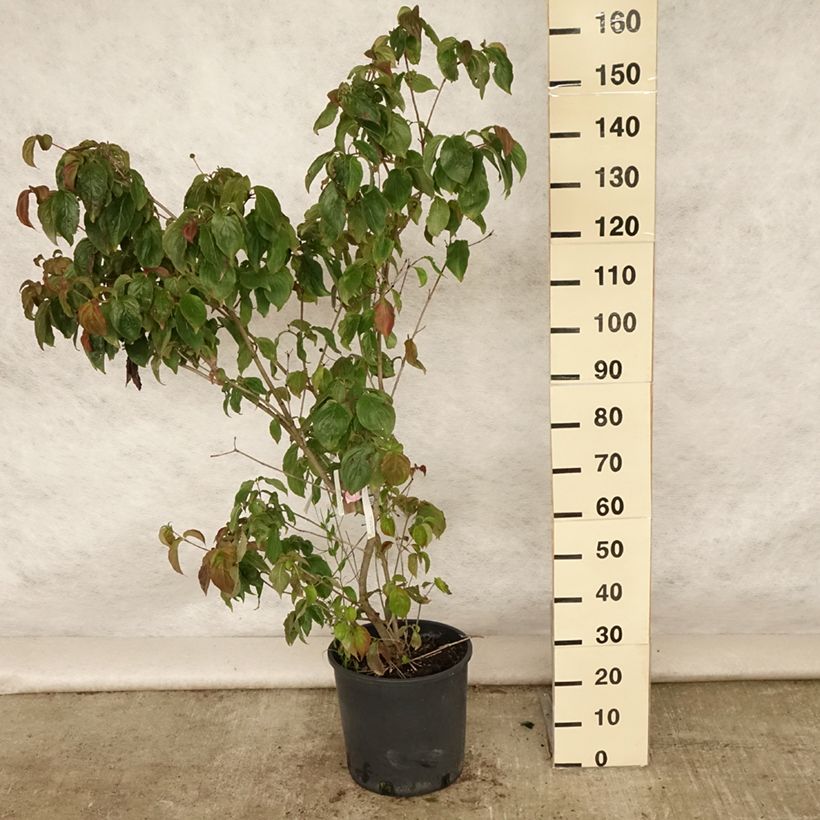 Cornus kousa Heart Throb - Flowering Dogwood 18L/20L pot sample as delivered in summer