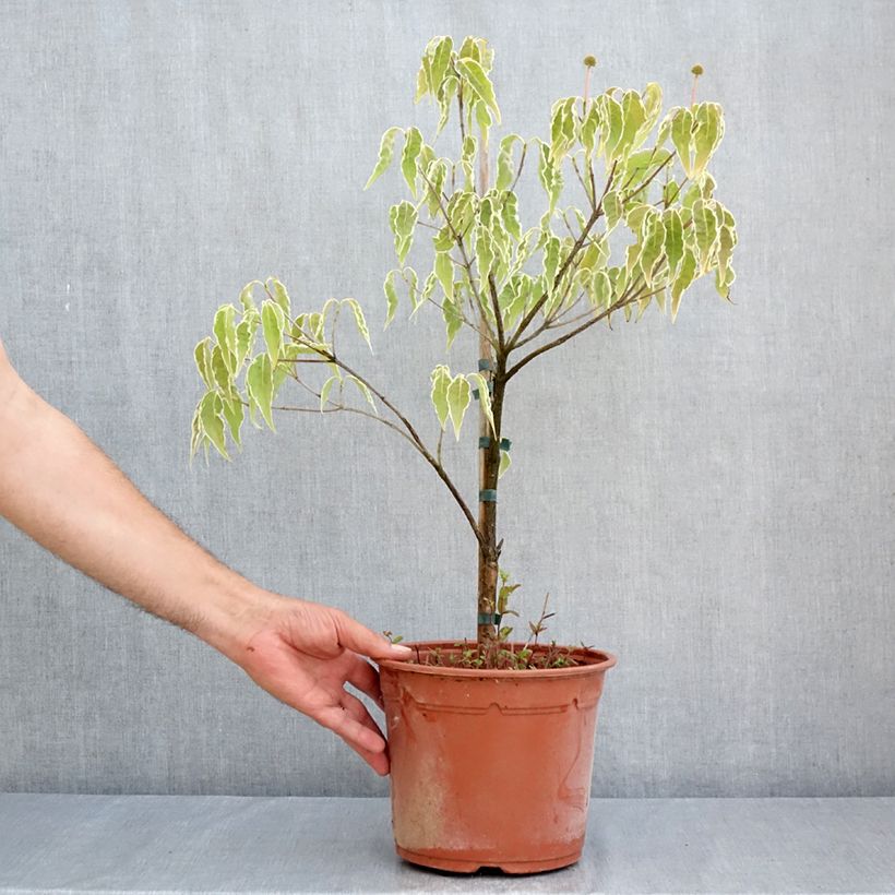 Cornus kousa Pévé Foggy - Flowering Dogwood 4L/5L pot sample as delivered in summer