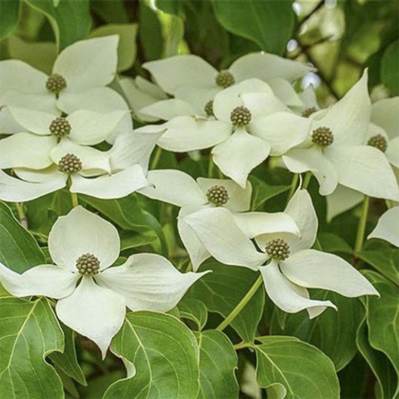 Cornus kousa Roberts Select - Flowering Dogwood (Flowering)