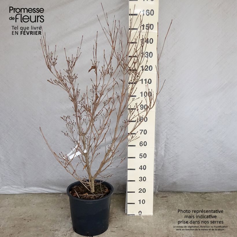 Cornus kousa Roberts Select - Flowering Dogwood sample as delivered in winter