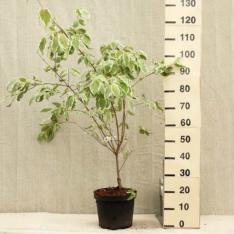 Cornus kousa Samaritan - Flowering Dogwood 4L/5L pot sample as delivered in summer
