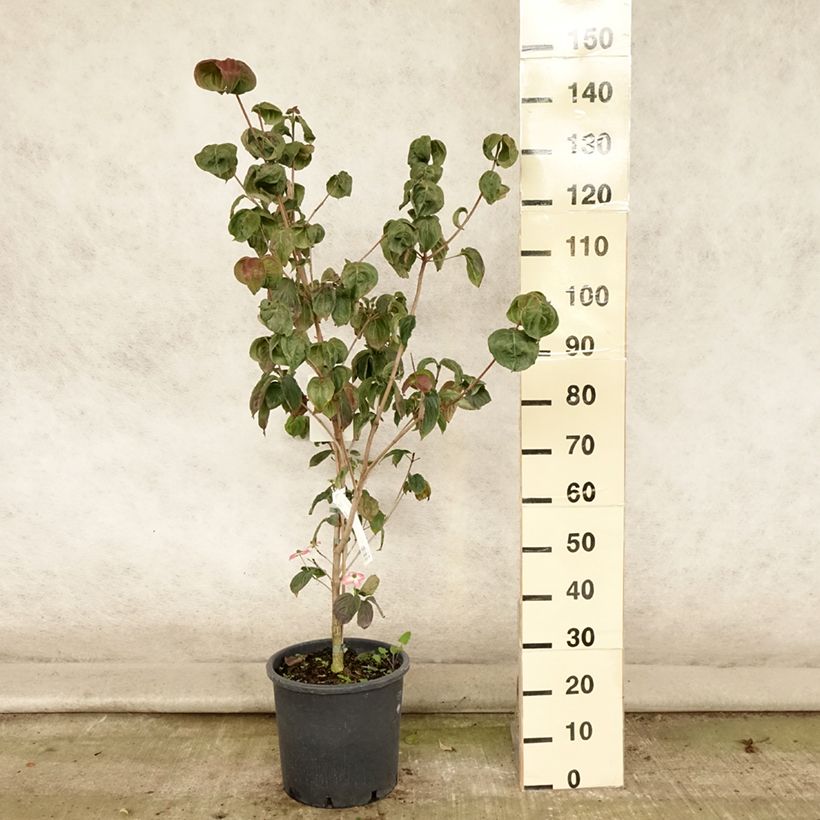 Cornus kousa Satomi - Flowering Dogwood 7.5L/10L pot sample as delivered in summer