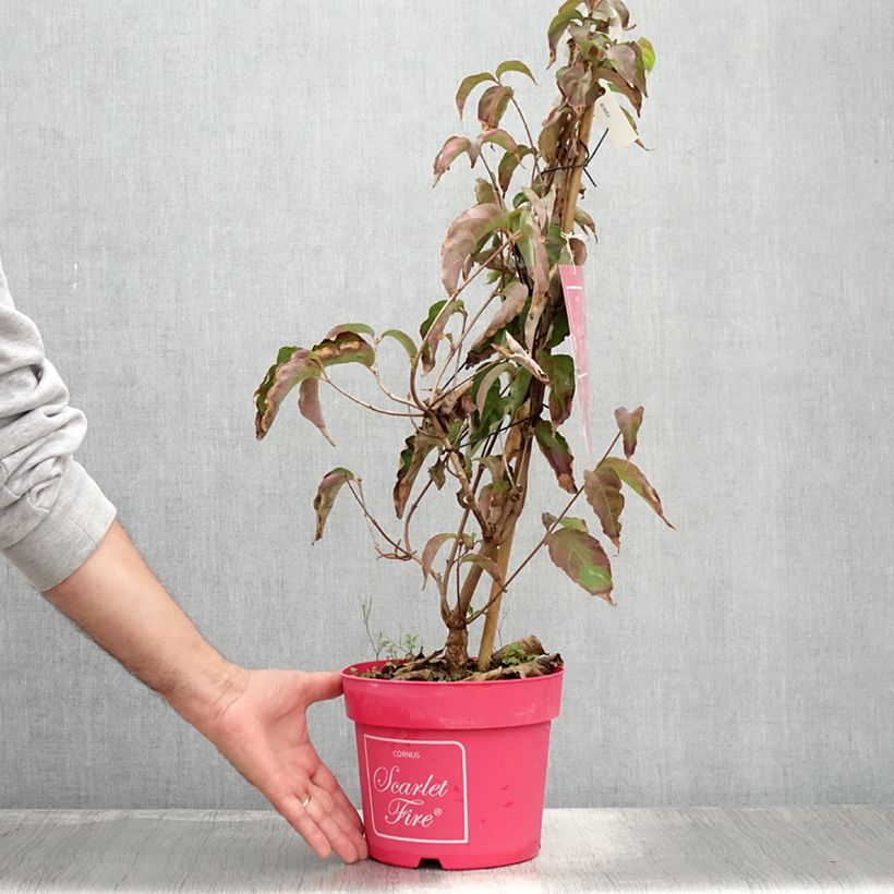 Cornus kousa Scarlet Fire - Flowering Dogwood 4L/5L pot sample as delivered in summer