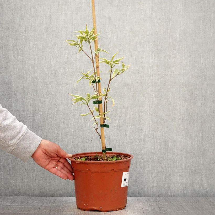 Cornus kousa Shira-yuki - Flowering Dogwood 4L/5L pot sample as delivered in spring